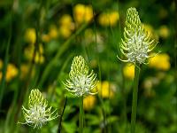 Ährige Teufelskrallen